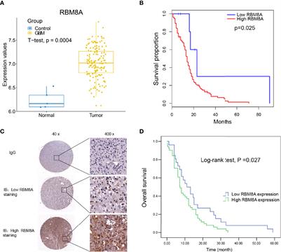 RBM8A Promotes Glioblastoma Growth and Invasion Through the Notch/STAT3 Pathway